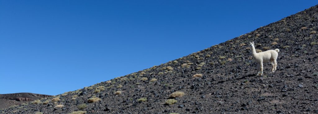 Alpaga, Province de Catamarca, Argentine
