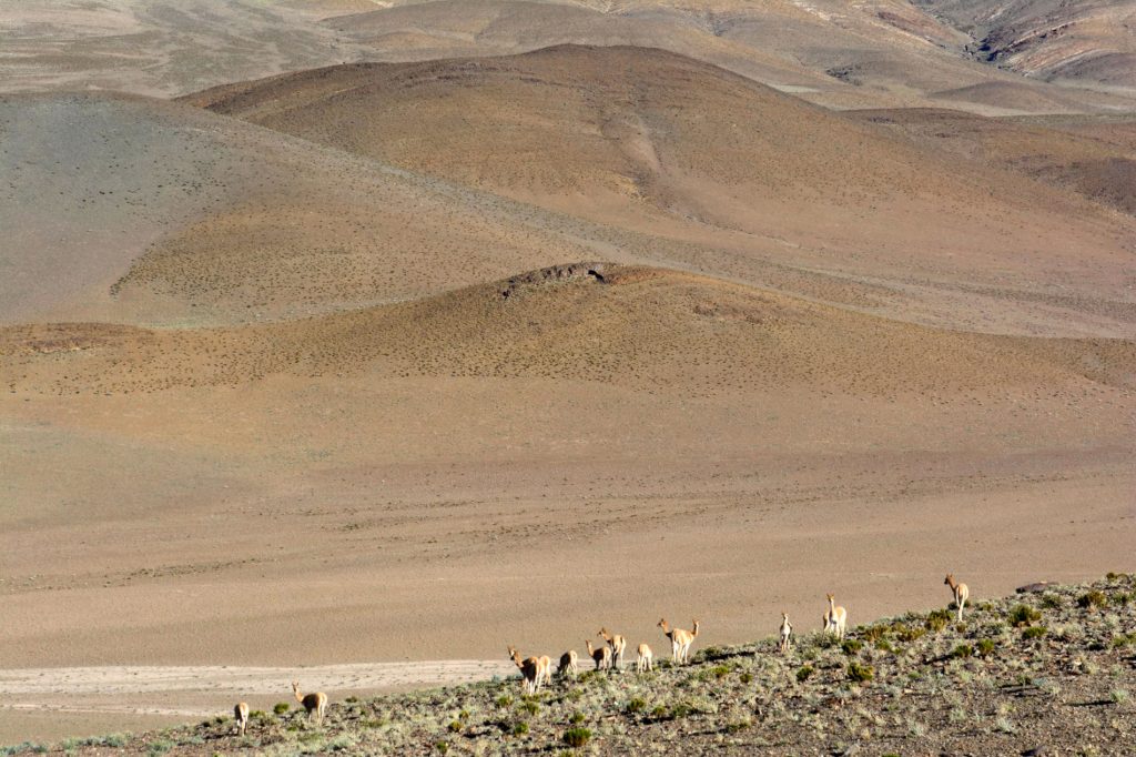 Vigognes dans la Puna, Province de Catamarca, Argentine