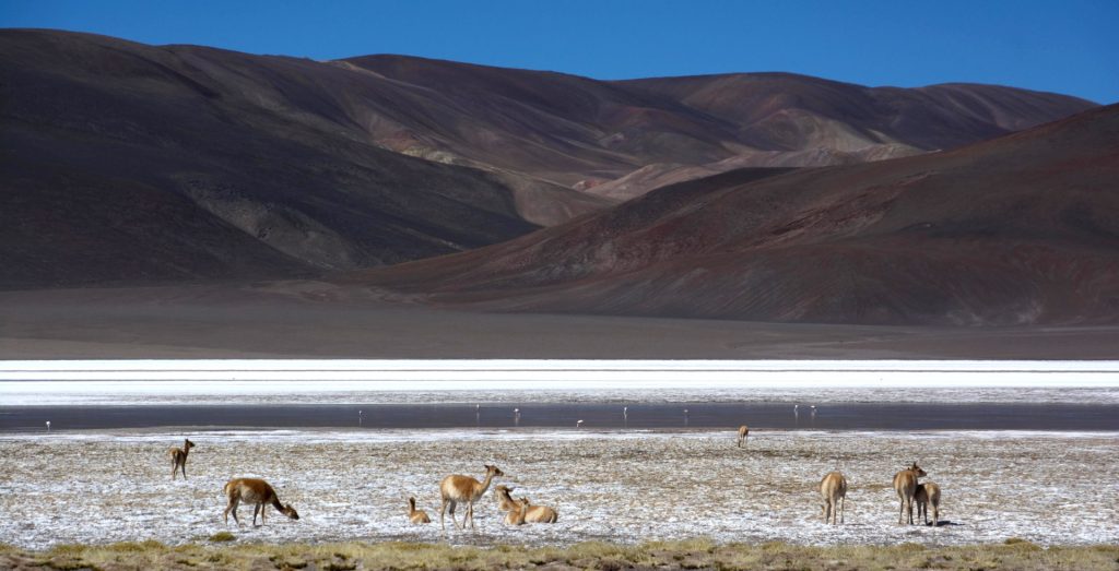 Laguna de Los Asparejos, Province de Catamarca, Argentine
