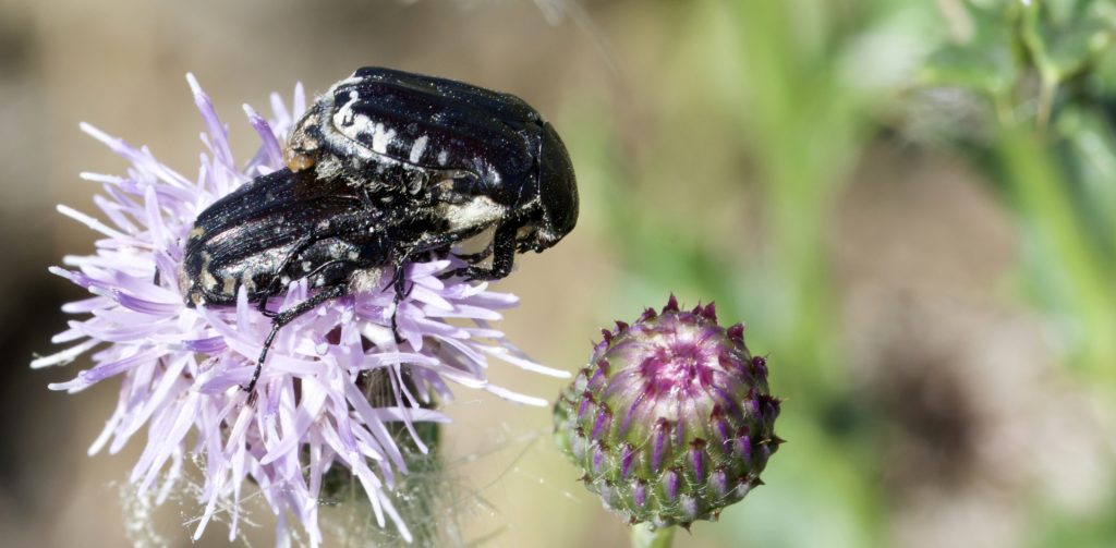 Cétoine grise sur une Cirse des champs