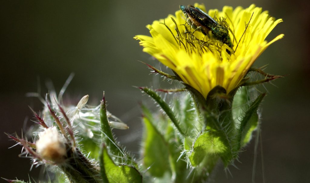 Picride fausse vipérine