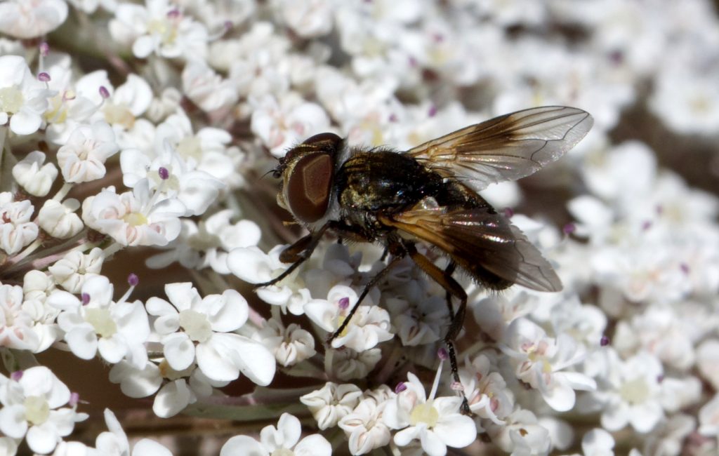 Phasie à ailes épaisses