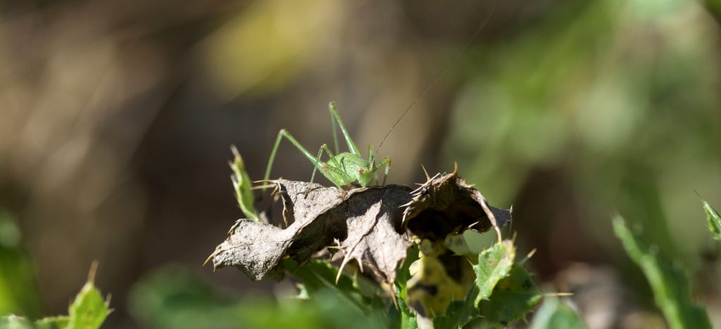 Phanéroptère méridional
