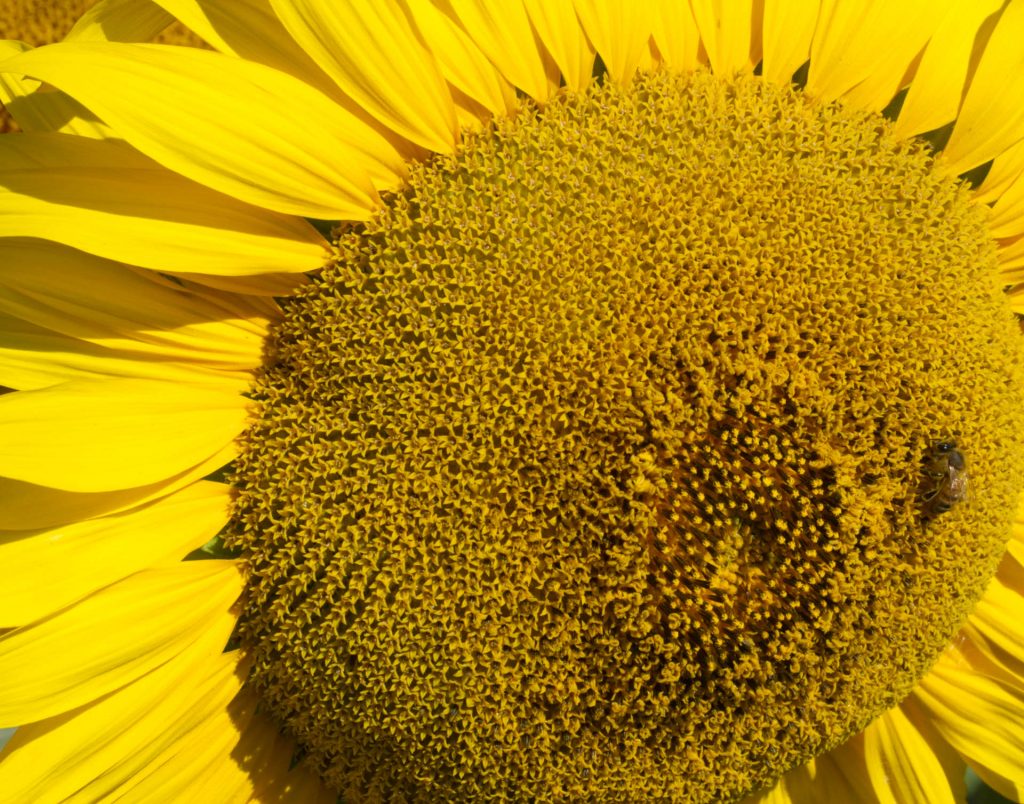 Tournesol, Helianthus annuus