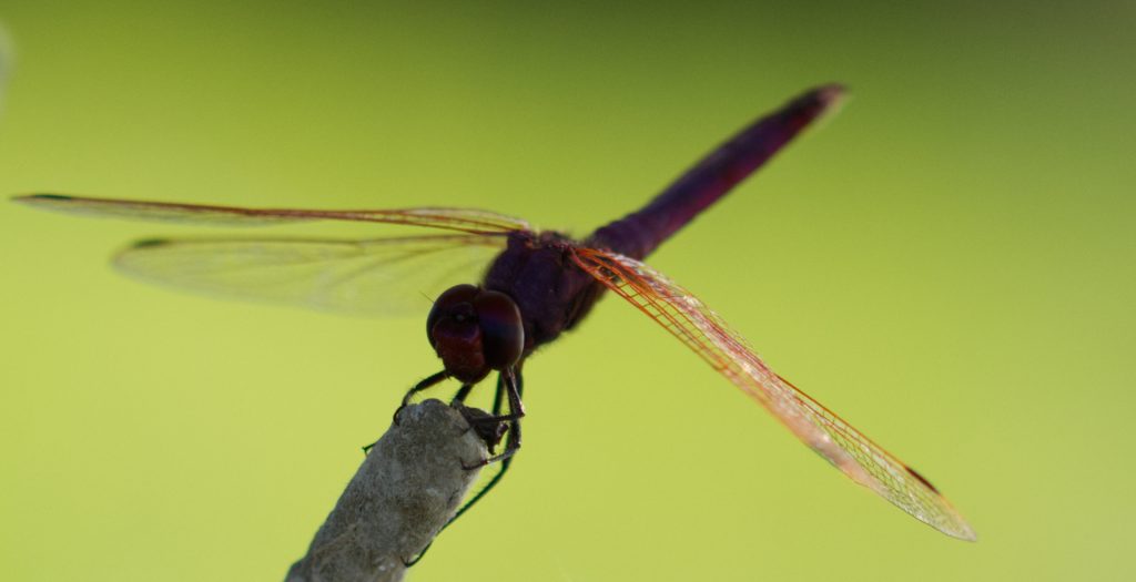 Trithémis annelé, Libellulidae