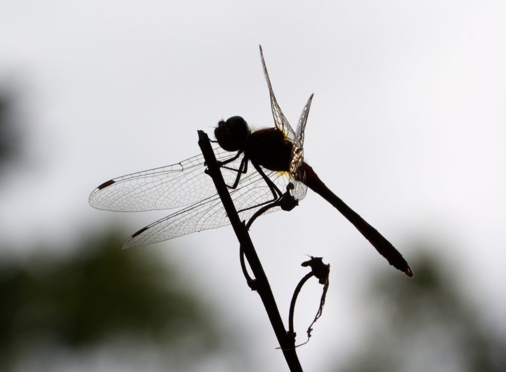 Sympetrum sanguin, libellulidae