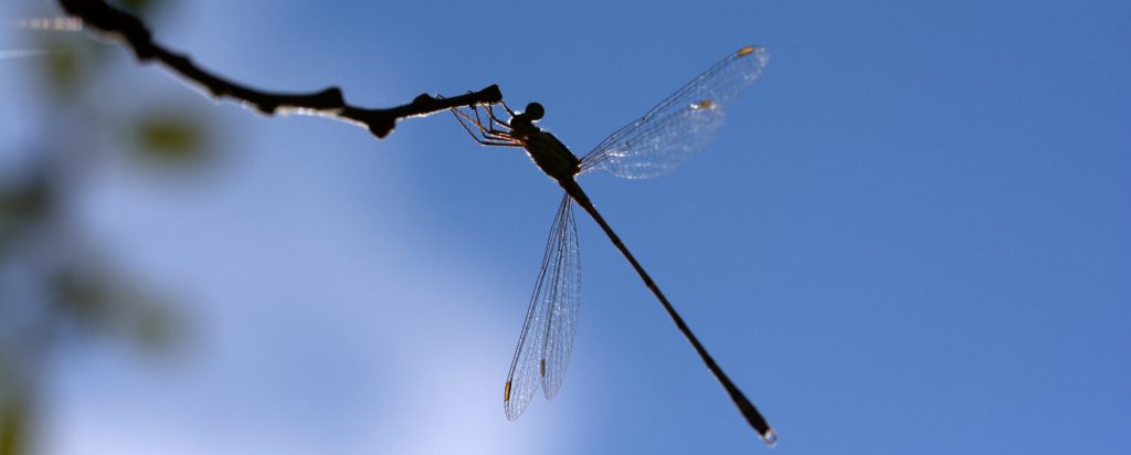 Demoiselle