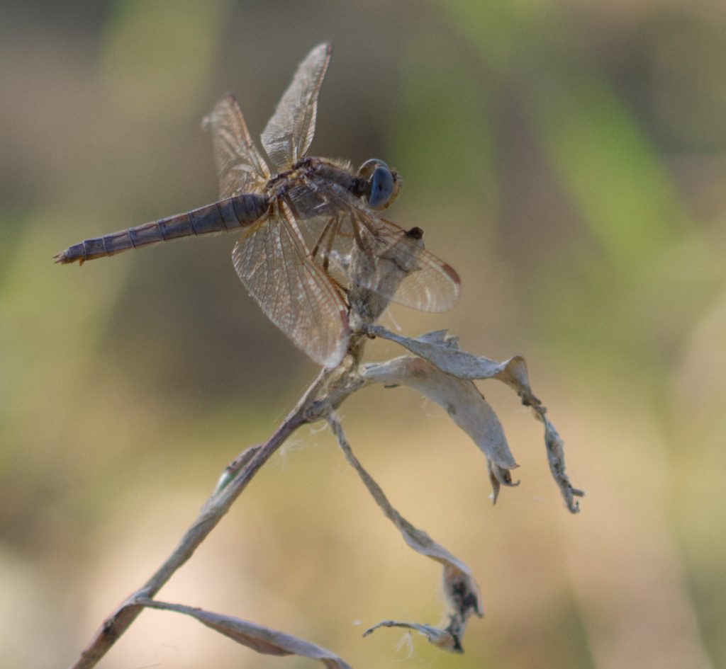 Orthétrum bleuissant, Libellulidae