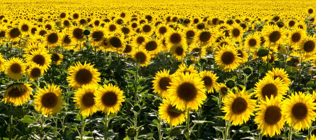 Tournesol, Helianthus annuus