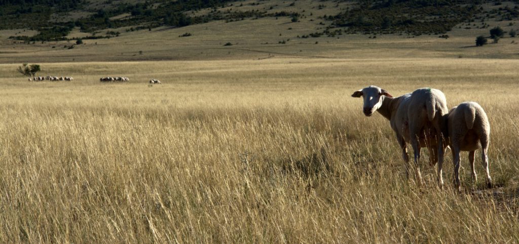 Causse Mejean, Lozère, France