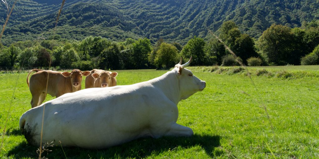 Paysages des Hautes Pyrénées, France