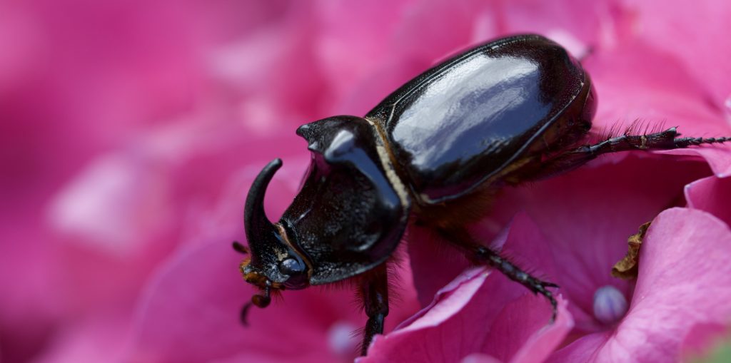 Scarabée Rhinocéros européen