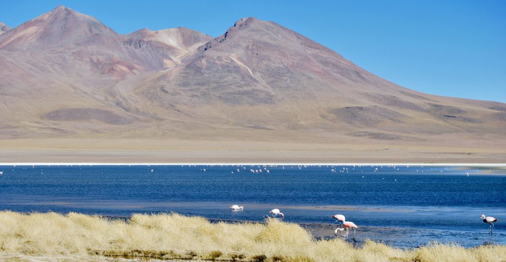 Flamants roses sur l’Altiplano, Province du sud Lipez, Bolivie
