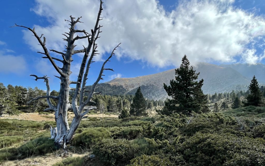 Massif du Canigou, Pyrenées orientales, France