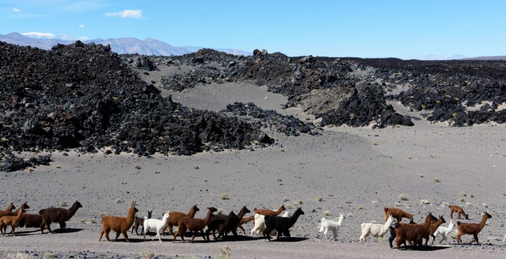 Alpaga, Antofagasta de la Sierra, province de Catamarca, Argentine