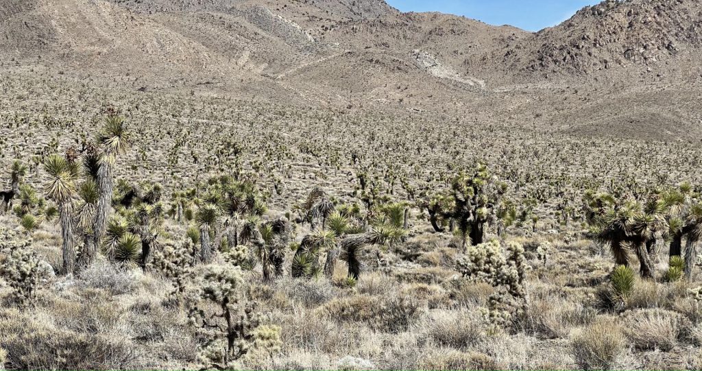 Big Pine Road, Death Valley Park, Californie, États Unis 2