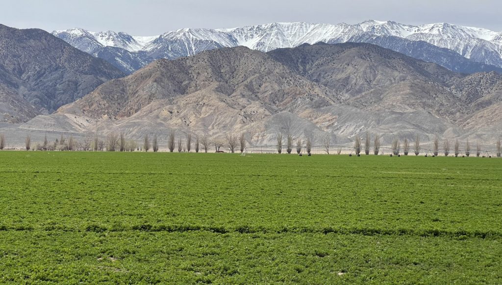 Culture près de Yerington, Nevada, États Unis