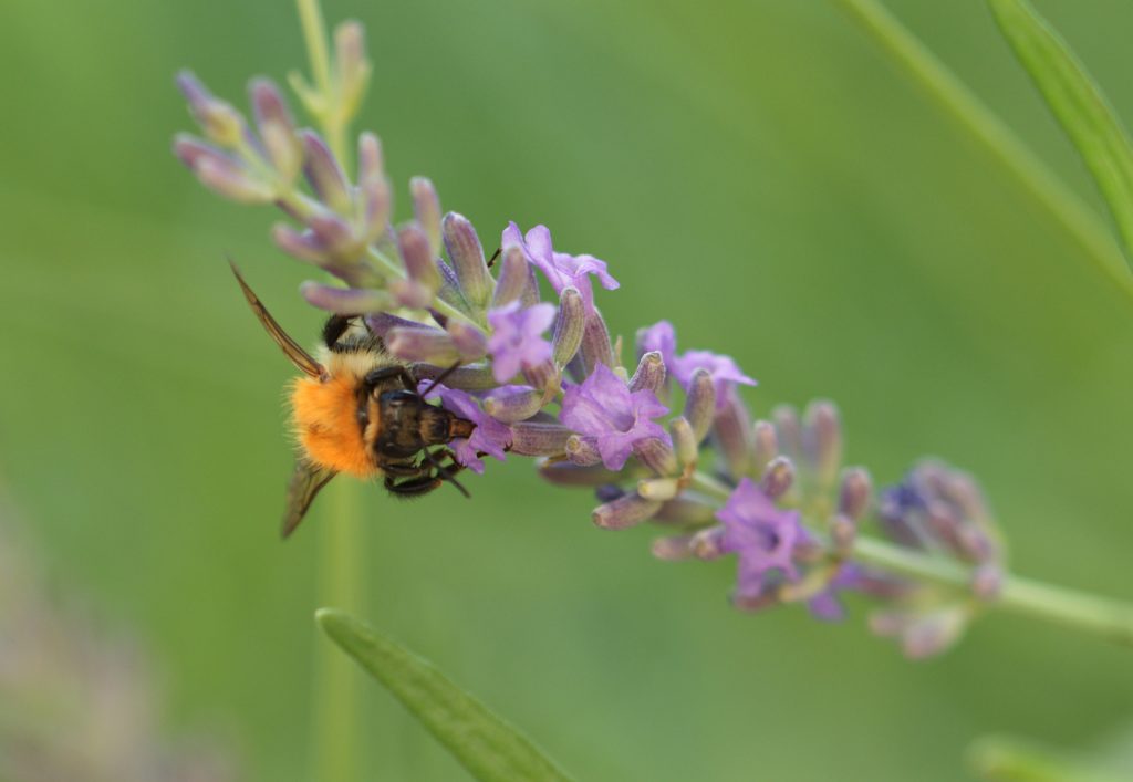 Bourdon des champs sur une Lavande à feuilles étroites