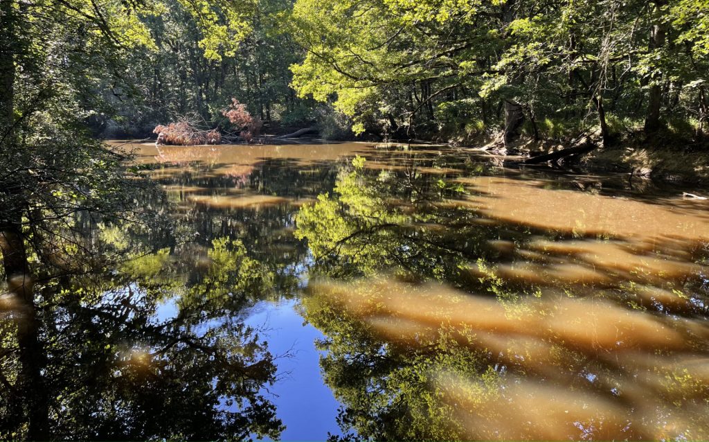 Forêt de Bouconne, Haute Garonne, France