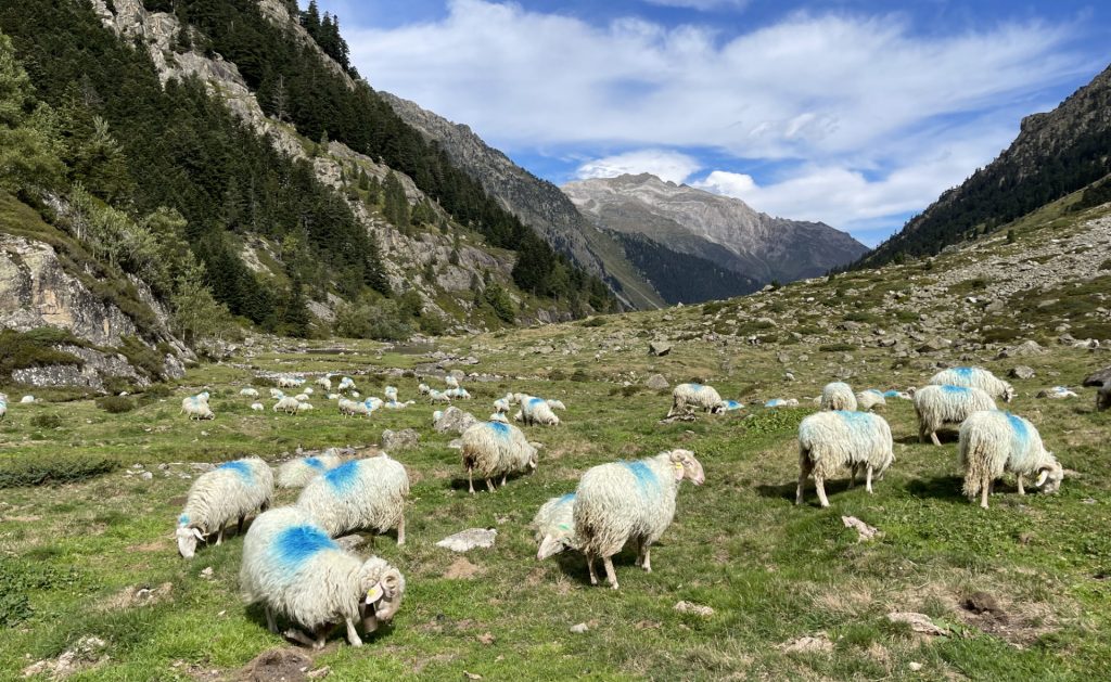 Vallée d’Arrens, Hautes Pyrénées, France