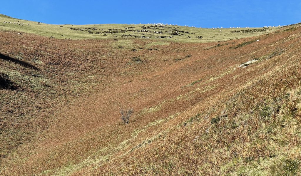 Crête de Neguxaro, Pays Basque, Pyrénées Atlantiques