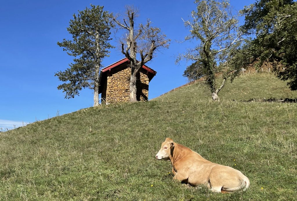Vache de race Betizu à la robe fauve, Pays Basque, Pyrénées Atlantiques