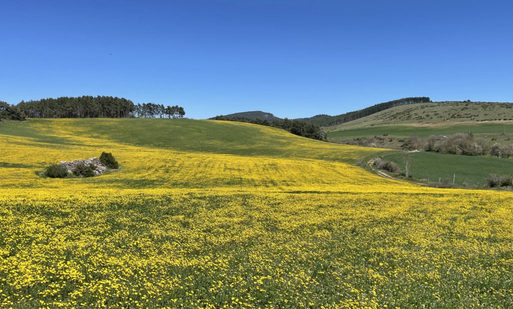 Causse noir, Gard, France 2
