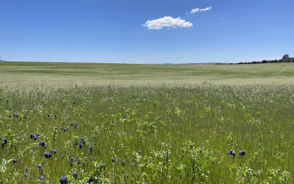Causse noir, Gard, France 3