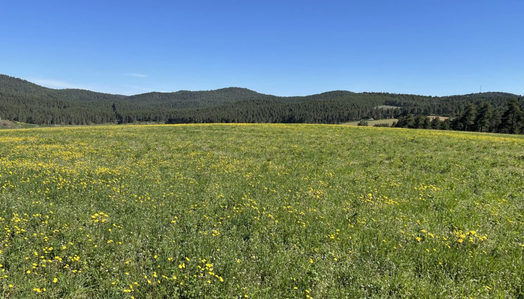 Causse Sauveterre, Lozère, France 3