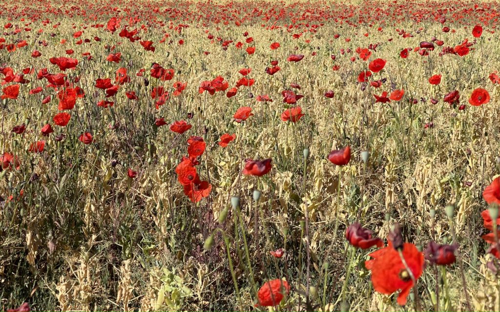 Coquelicots, Papavert rhoeas