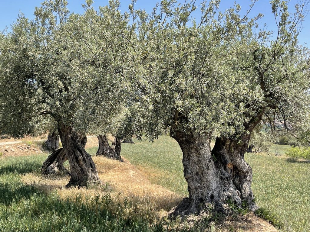 Oliviers, Asque, Aragon, Espagne