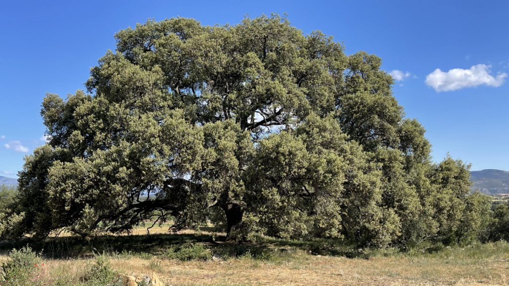 Chêne vert, Aragon, Espagne