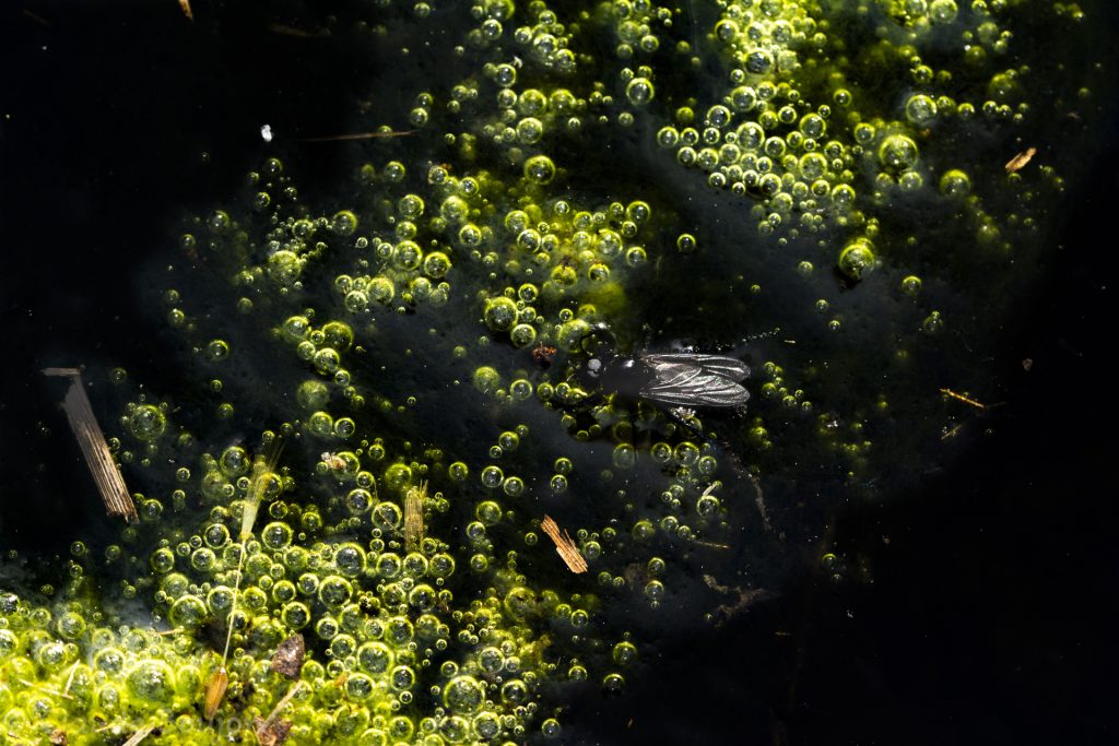 Mouche de saint marc