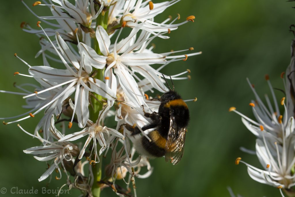 Bourdon terrestre sur une Asphodèle blanc, Asphodelus Mill