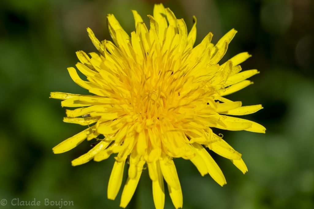 Pissenlit Dent de lion