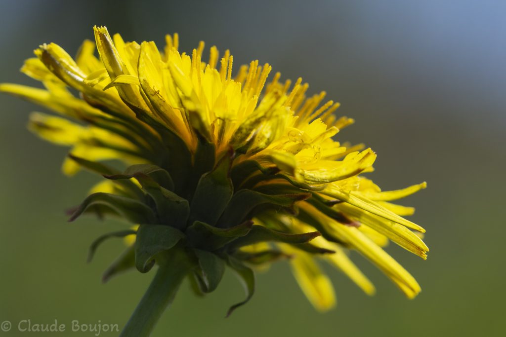 Pissenlit Dent de lion