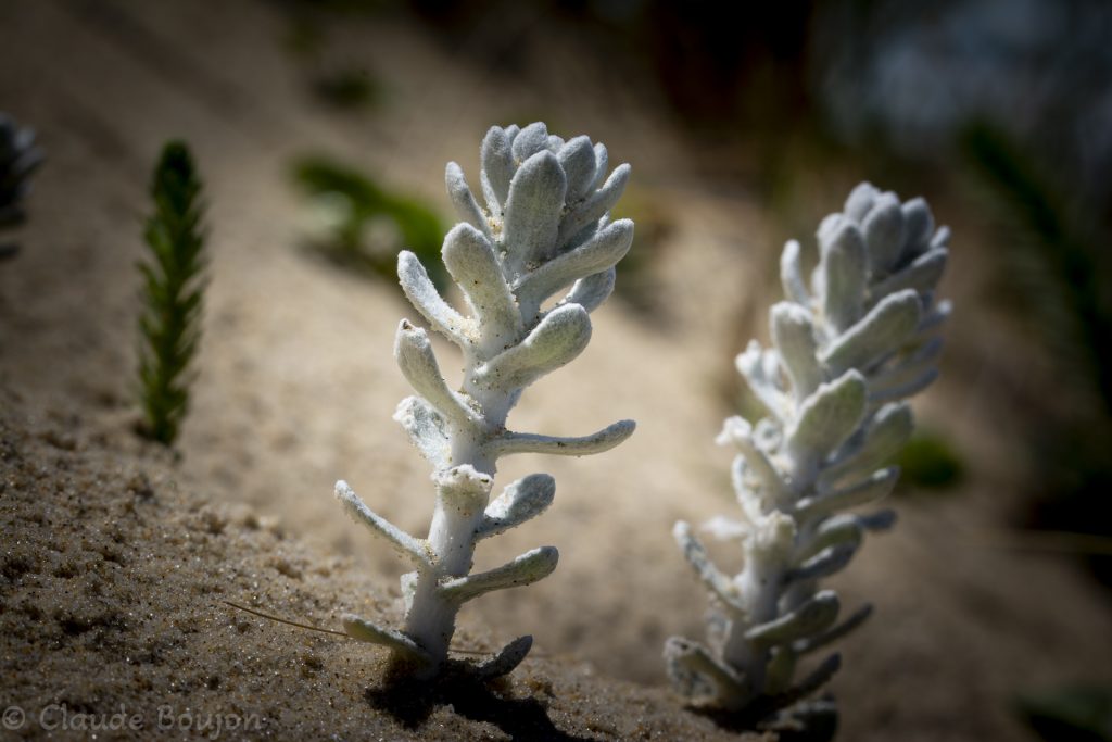 Diotis cotonneuse, Achillea maritima