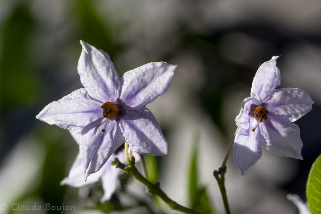 Morelle de Buenos Aires