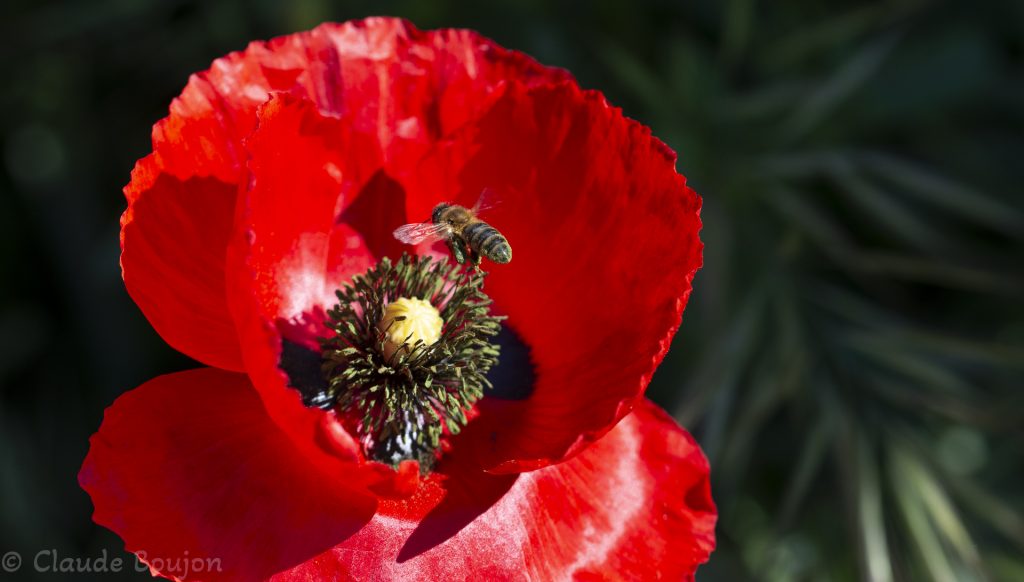 Abeille domestique et Coquelicot, Papaver rhoeas