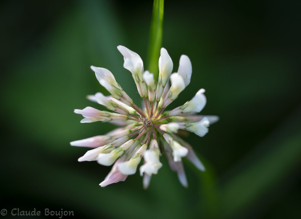Trèfle blanc, Trifolium repens