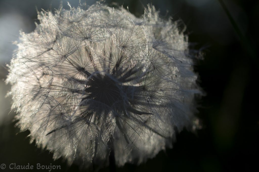 Salsifis des près, Tragopogon pratensis