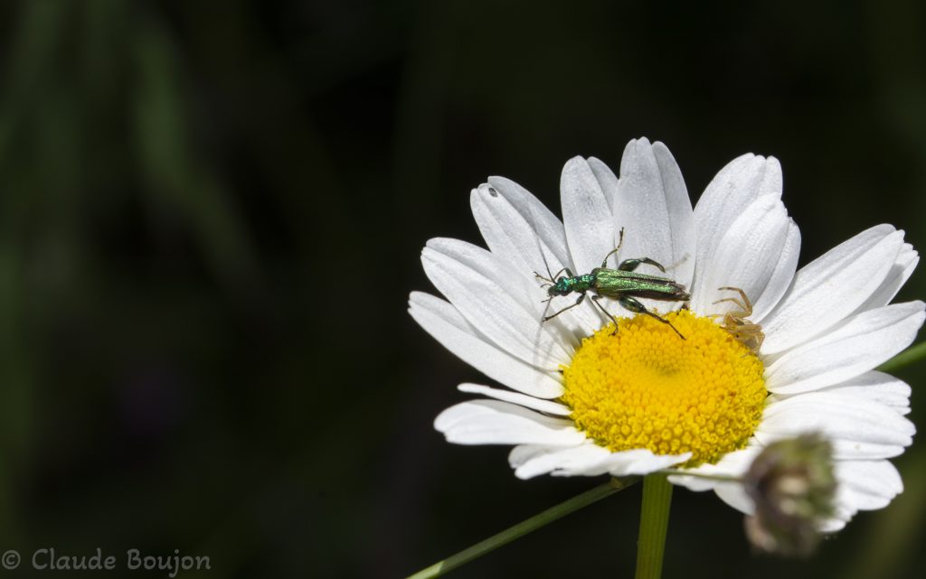 Margueritte commune, l’insecte est un Oedemère noble, l’araignée une Thomise enflée