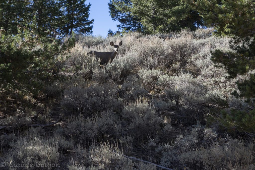 Nasty Flat Road, Henry Mountains, Utah, États Unis