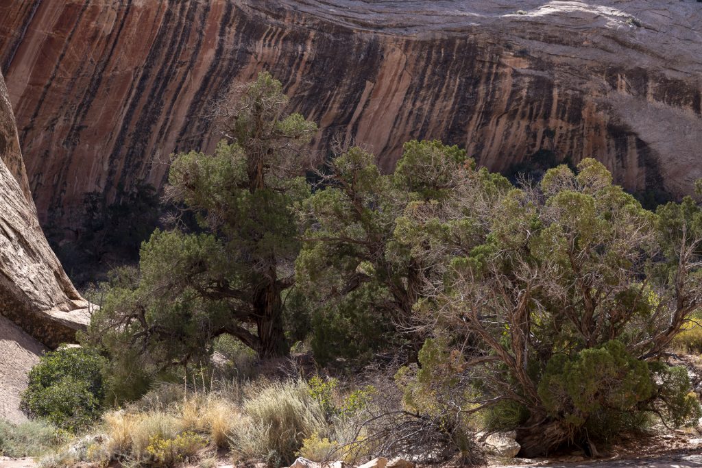 Comb Ridge, Utah, États Unis