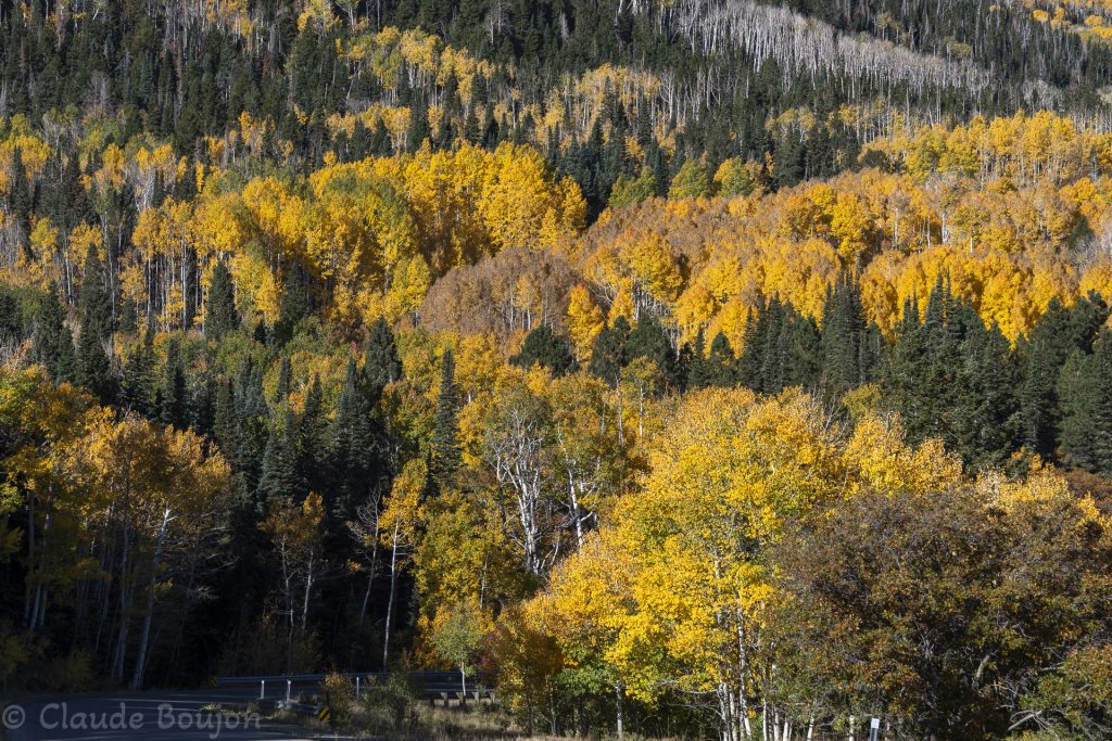 Forêt de l’Utah, États Unis